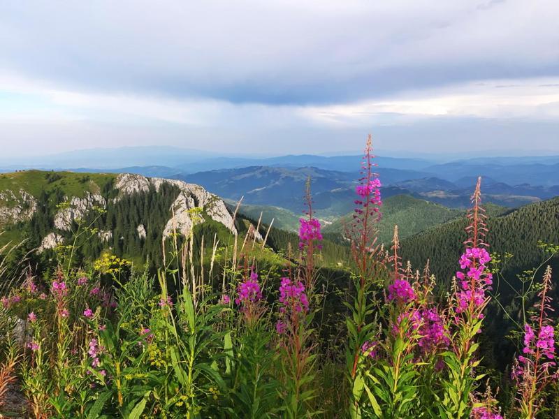 Apartman Nina Kopaonik Centar Appartement Buitenkant foto